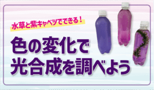おうちでできる理科実験！水と油で作るカラーボトル